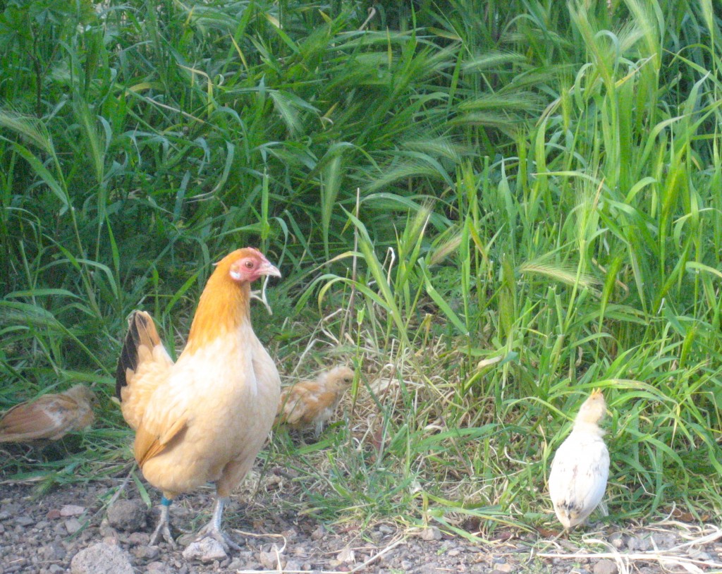 Whitey as a chick, with his Mom, Blanche.