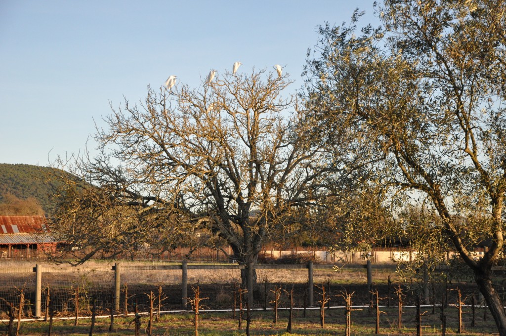 Tree of egrets