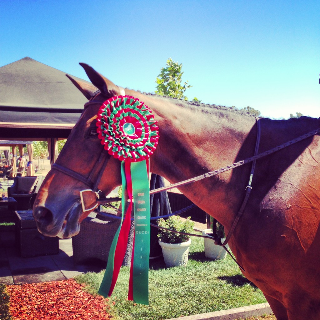 Metro with the gargantuan ribbon he earned in the Gucci-sponsored hunter derby.