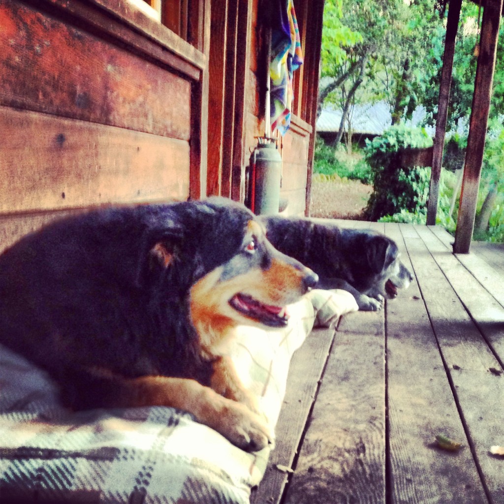 Sweet old dogs on the porch.