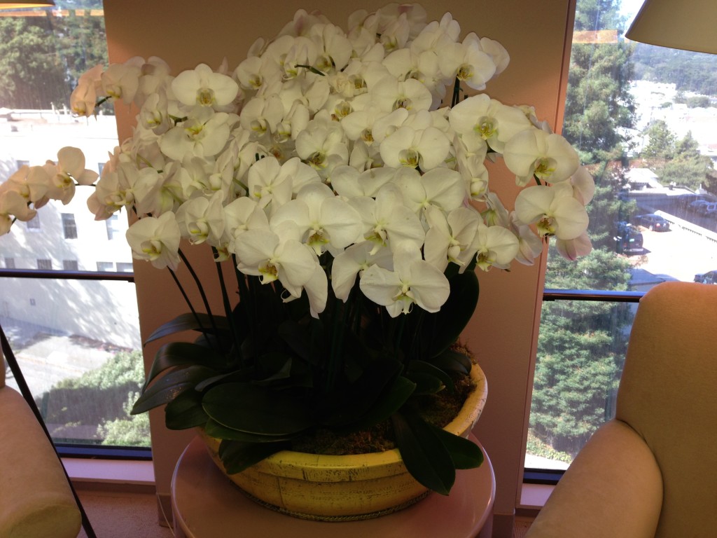 Moth orchid, orchid