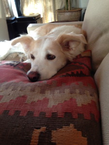 My dog on Turkish pillows