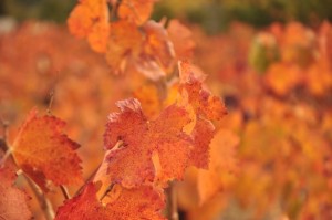 The vineyard showing off leaves of red, orange and yellow.
