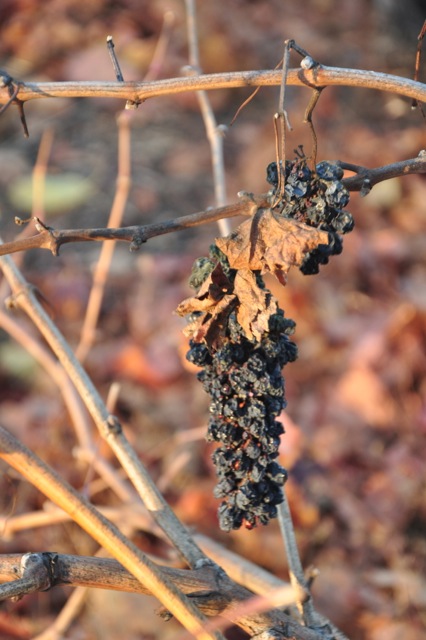 Dried grapes at Trueheart Vineyard
