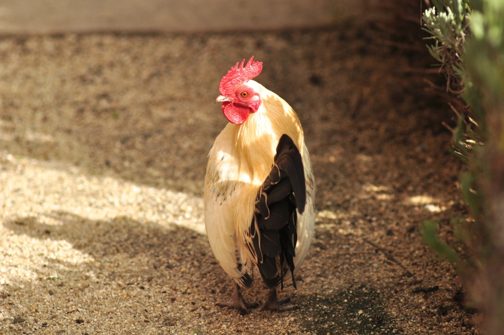 Our white, Nankin bantam rooster. 