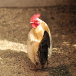 Our white, Nankin bantam rooster.