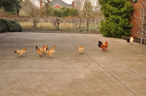 Bantam Nankin hens and roosters.