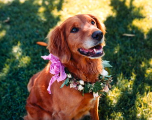 Our beautiful Golden Retriever dog Tess, on our wedding day in Sonoma.