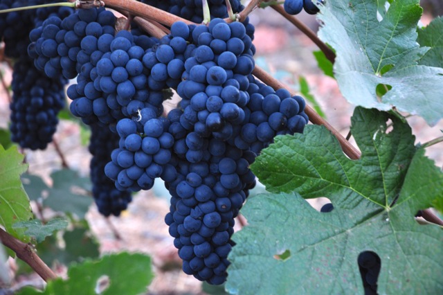Petite Sirah grapes at Trueheart Vineyards in Sonoma, California