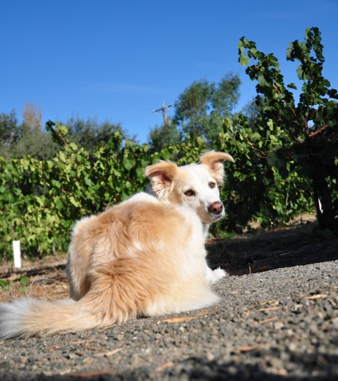 Border-collie mix Mia, oversees the harvest of petite sirah grapes at Trueheart Vineyards in Sonoma, California. 
