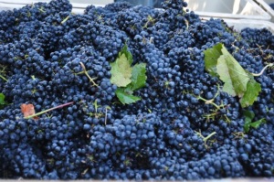 Beautiful petite sirah grapes, harvested at Trueheart Vineyard in Sonoma, California