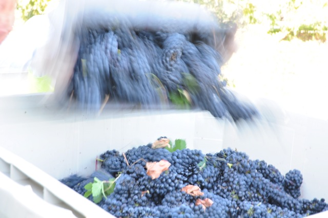 The petite sirah grapes are dumped from the small picking bin or lug, into a larger macro bin on a truck.