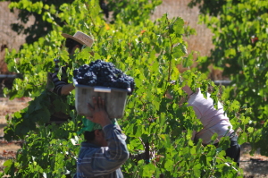 Vineyard workers harvest the grapes by hand, toss them into a bin at Trueheart Vineyards in Sonoma, California.