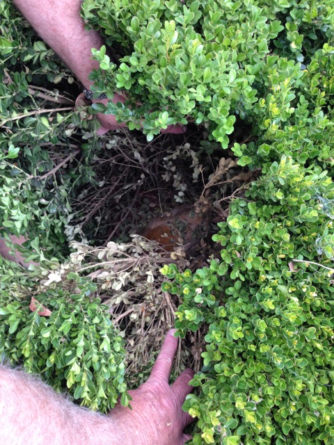 Our broody little hen, sitting tight under the boxwood hedge. She doesn't move a muscle. 