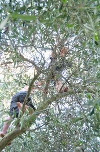 Kids climbing our olive trees.