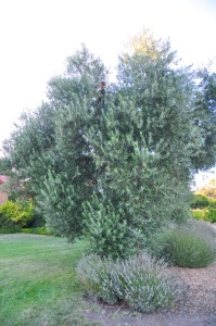 Our huge olive trees.