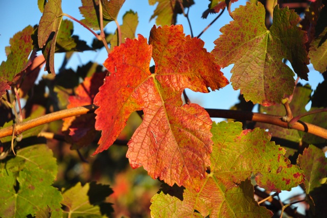 The vines have lost many of their leaves, and those that remain, are turning red, gold and brown.  