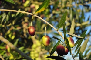 The olives at Trueheart Vineyard are nearly ripe and will be harvested soon.