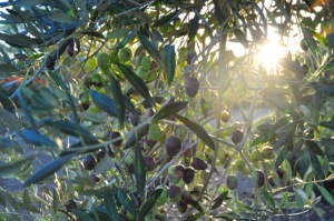 Olives in the sun.