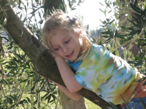 Kids love climbing our olive trees at Trueheart Vineyards in Sonoma, CA.