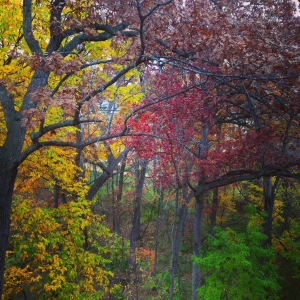 Late fall colors in Madison, Wisconsin.