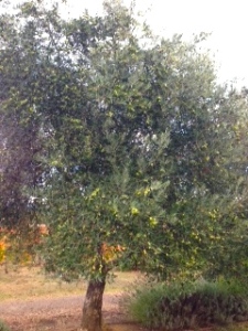 Olive tree in Sonoma