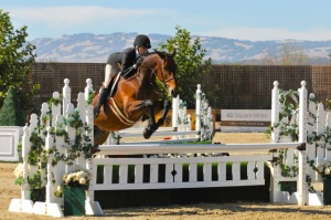 Warmblood horse, Metro, competing in a hunter derby at Sonoma Horse Park in Petaluma , California in September 2014.