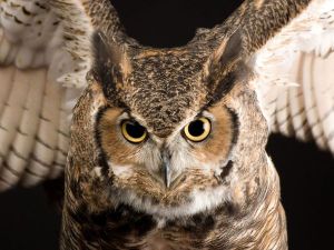 Photo of a Great Horned Owl
