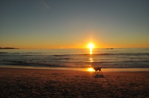 My border-collie mix on Ocean Beach in Carmel at sunset.