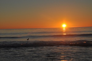 Bird and setting sun at Ocean Beach in Carmel