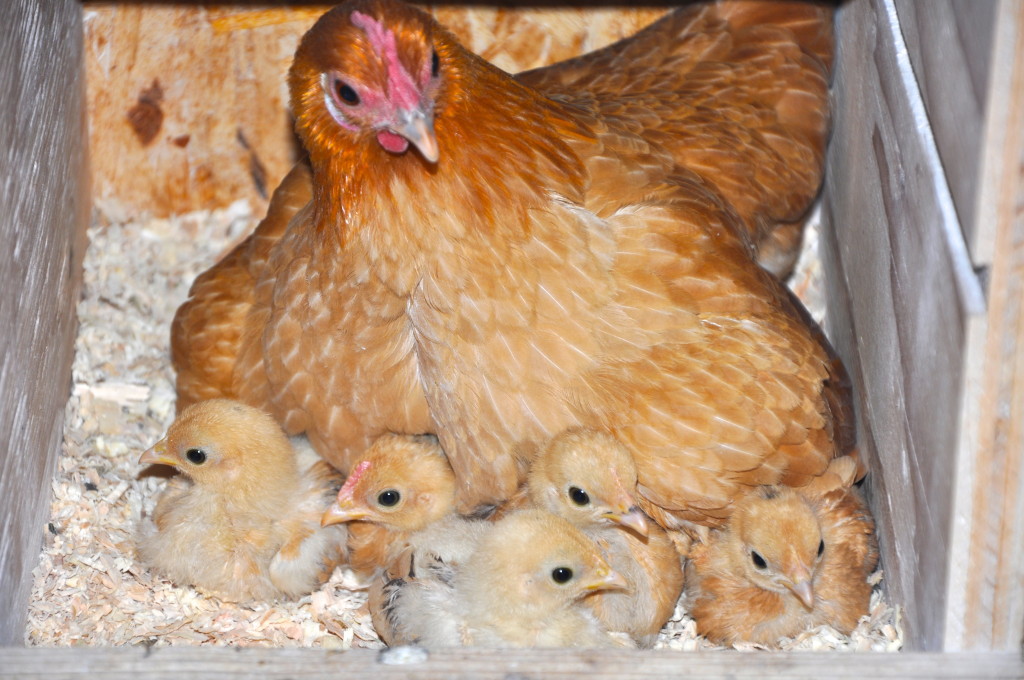 Nankin bantam hen sitting on her baby chicks. 