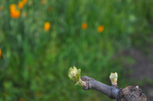 Trueheart Petite Sirah vines budding out with California poppies in the background.