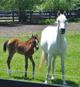 Arabian mare and her foal.