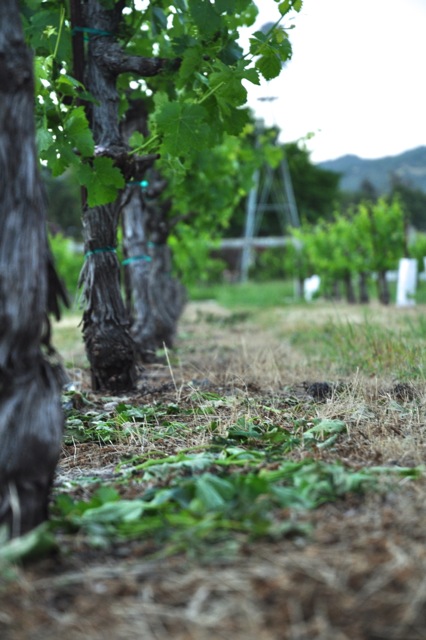 Petite Sirah vines at Trueheart Vineyard have been trimmed