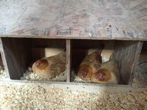Three hens in two nesting boxes, sitting on eggs.
