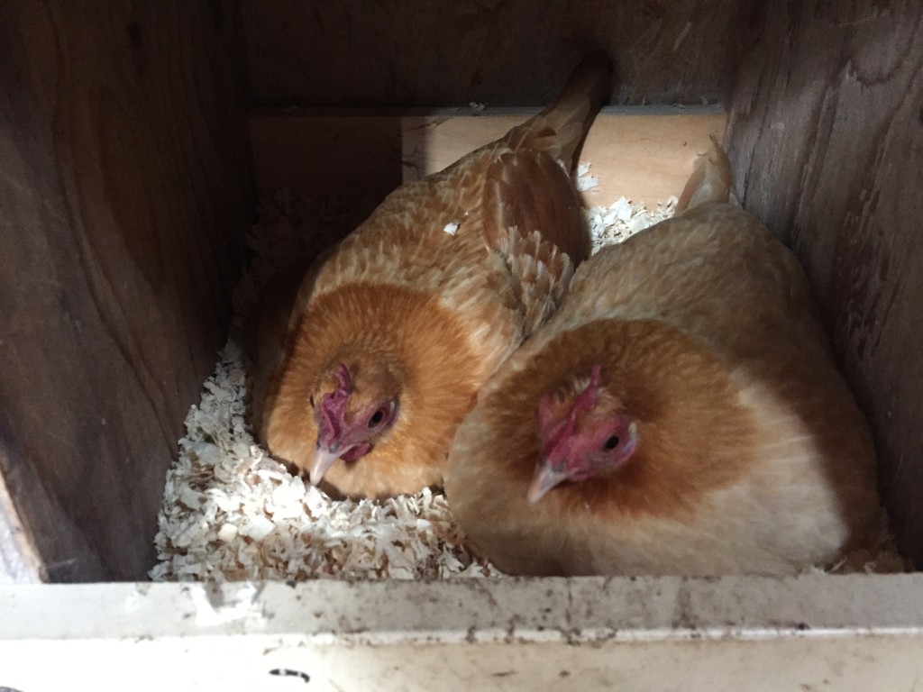Two chicken hens sitting on a nest of eggs