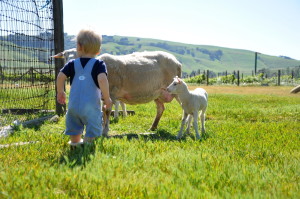 Baby looking at a sheep and her lamb.