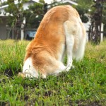 My dog Mia, digging for little critters in the vineyard.