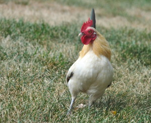 Our beautiful Nankin bantam rooster. Trueheartgal