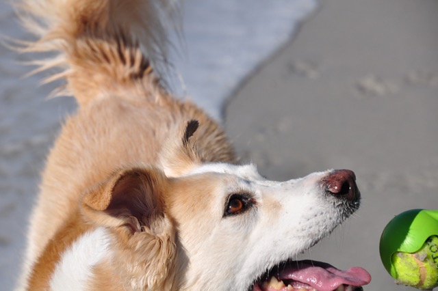 Our dog Mia on dog-friendly Ocean Beach in Carmel-by-the-Sea. 