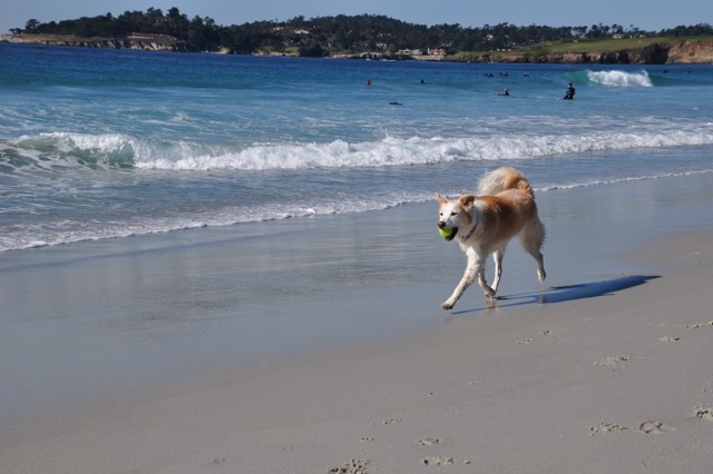 Our dog Mia on Ocean Beach in Carmel. 