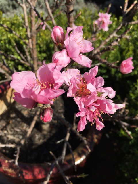 Blooming peach tree with bright pink blossoms. 