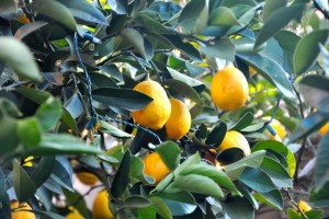 Our Myer lemon trees are laden with fruit. Lemons. Trueheartgal.