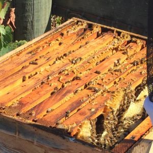 Our open bee hive showing the frames, busy bees and gobs of glorious honey.